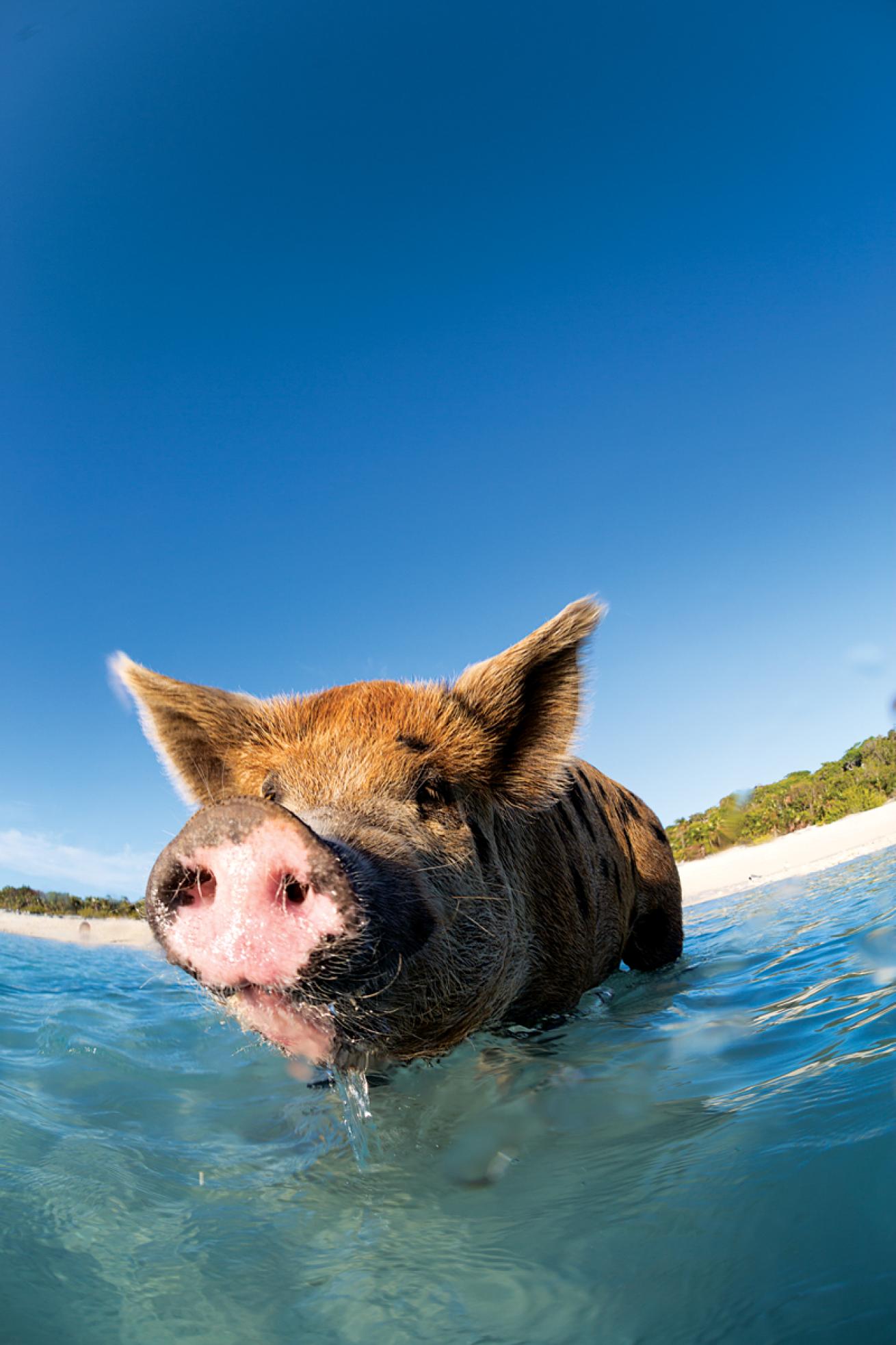 pig beach bahamas