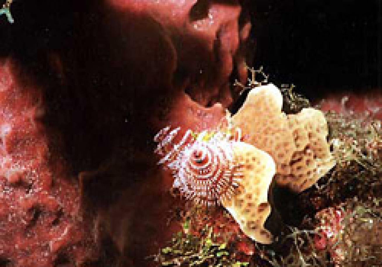 Christmas tree worm