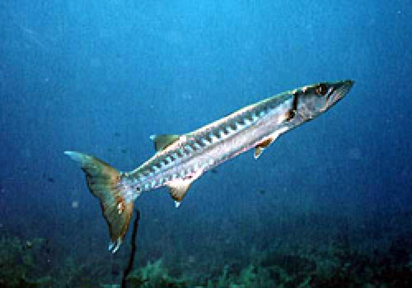 Barracuda