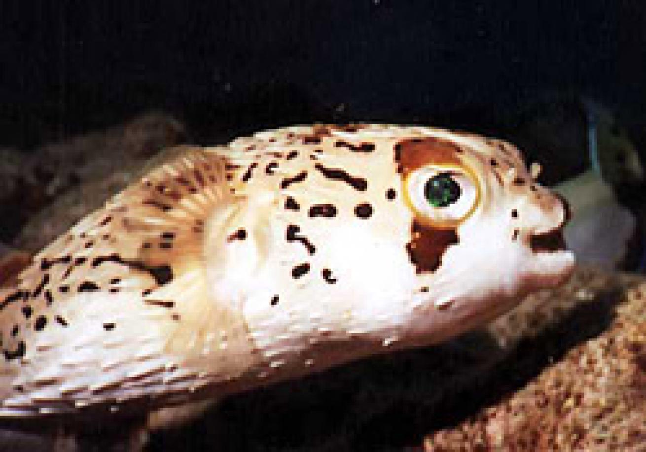 Jim's happy balloonfish friend...