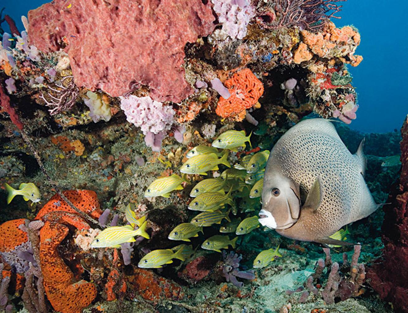 Gray angelfish on a wreck