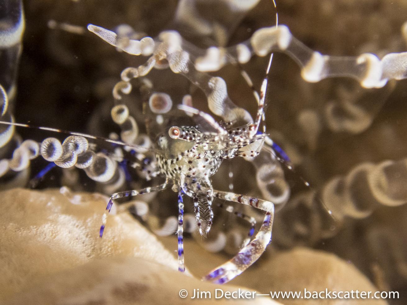 Cleaner shrimp, Key Largo, Florida