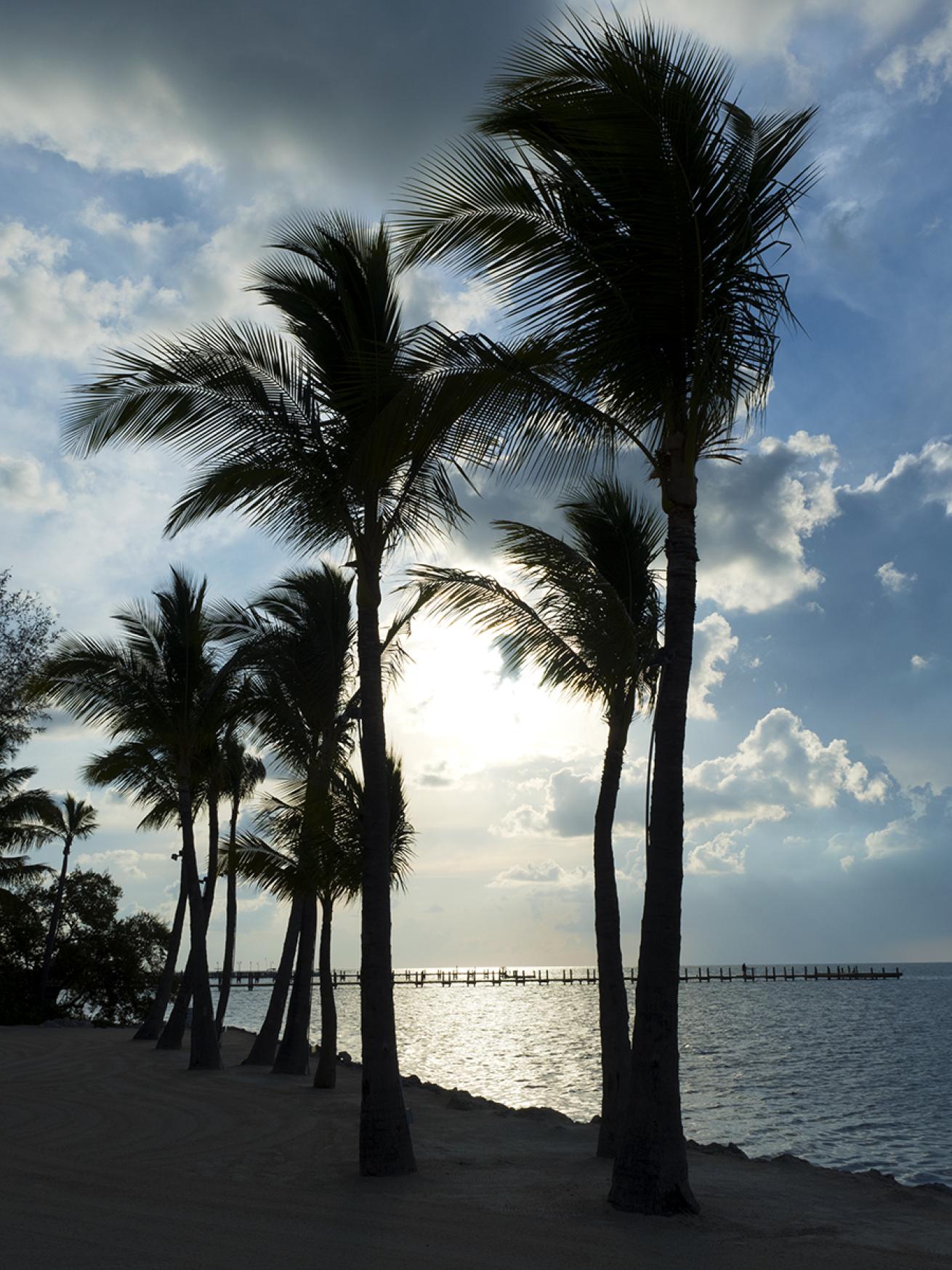 Palms, Cheeca Lodge, Islamorada, Florida