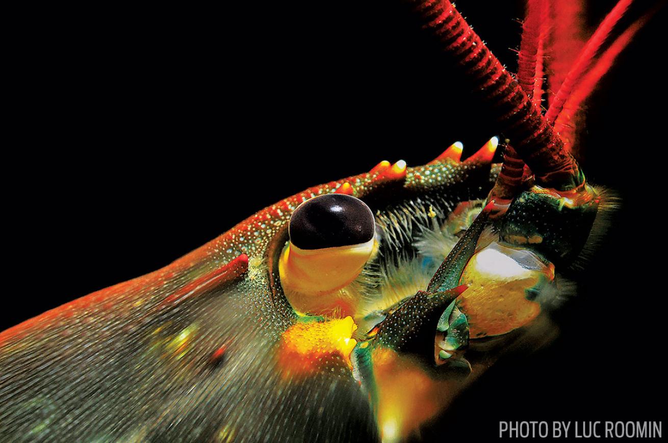 Grand Prize: Macro Lobster Photo