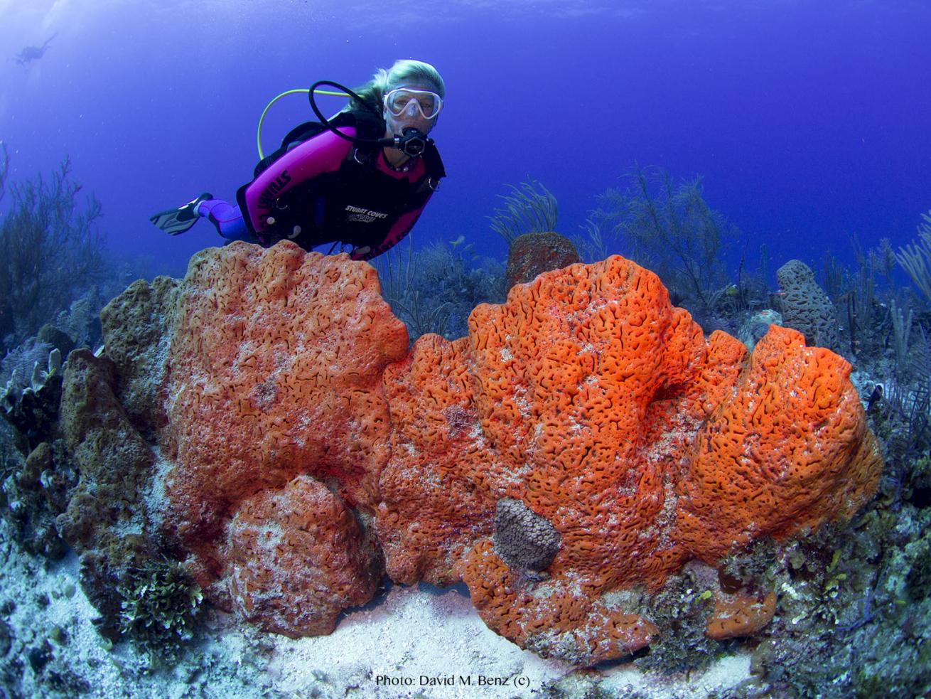 elephant ear sponge at Orange Bowl