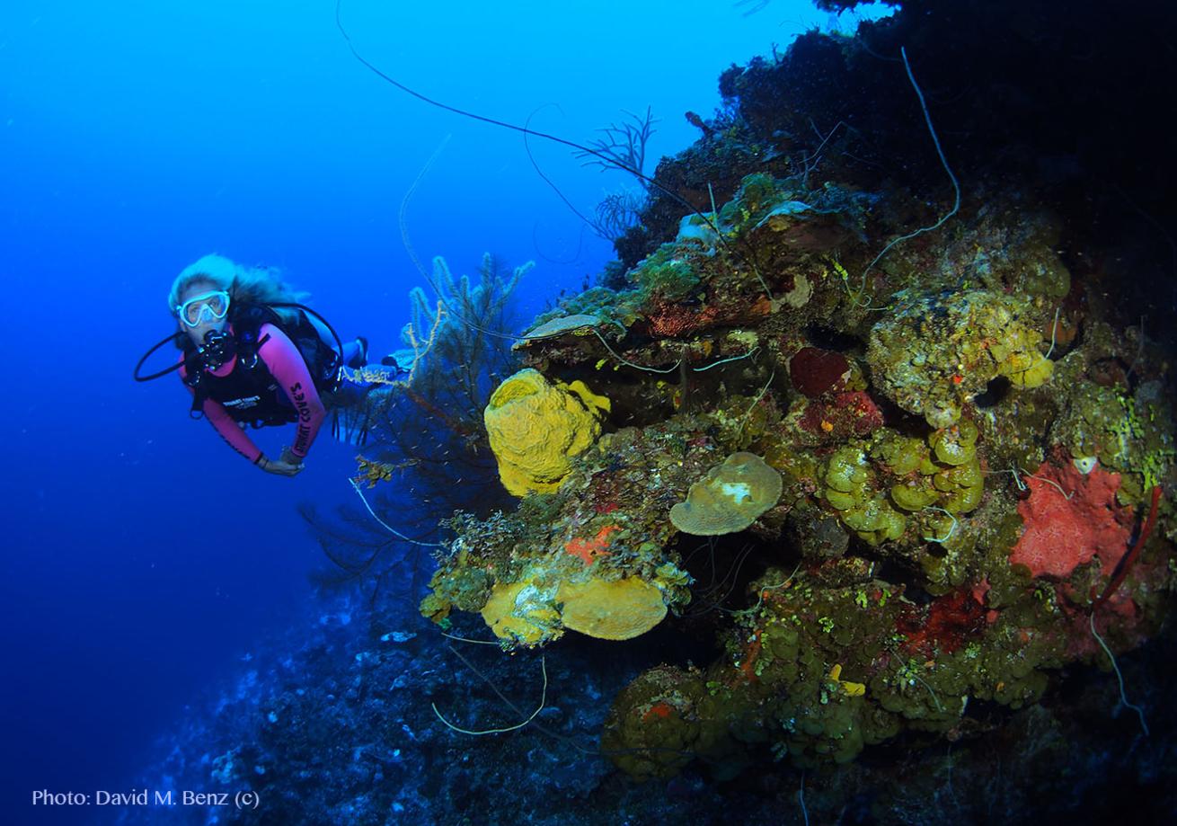 South Andros Wall