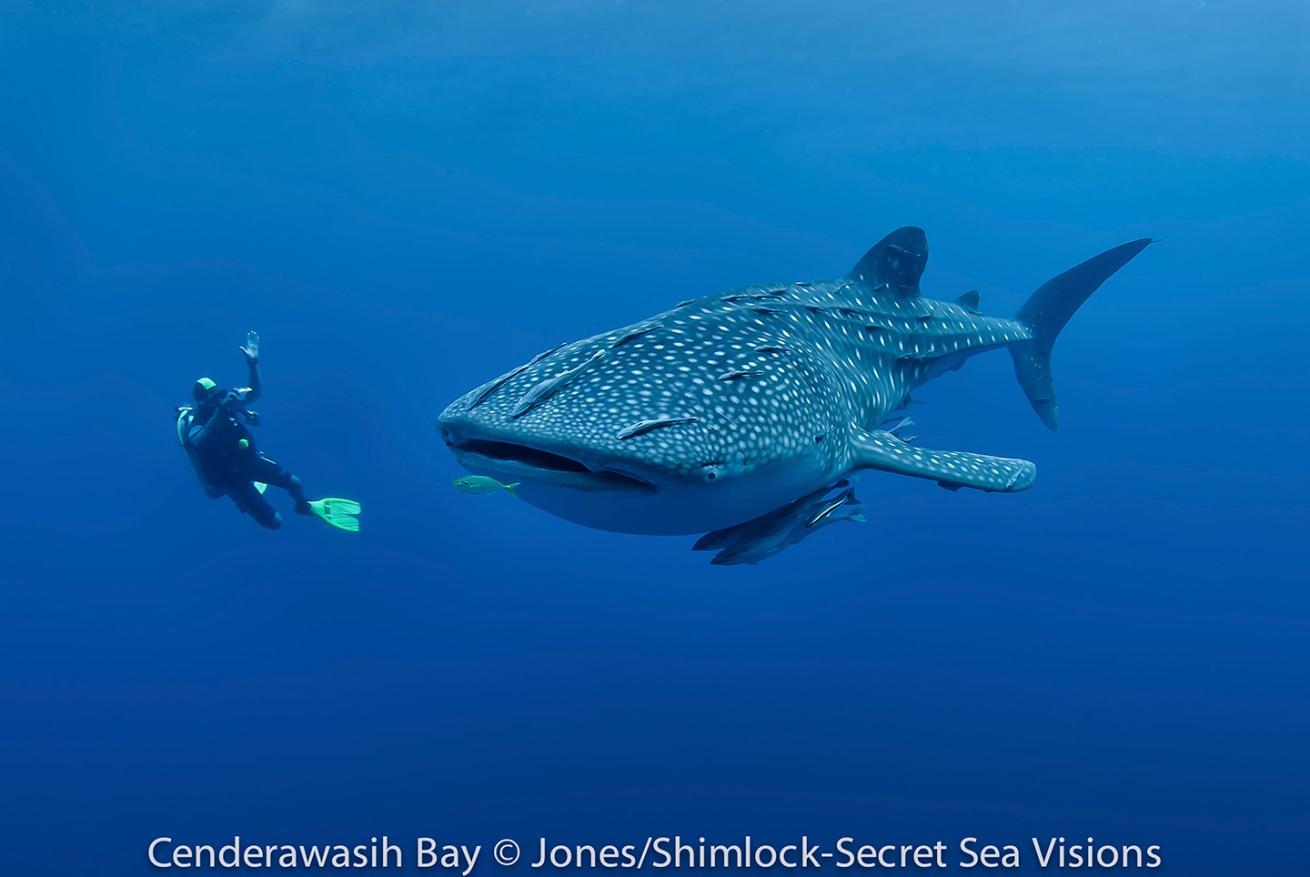 Whale shark Cenderwasih Bay