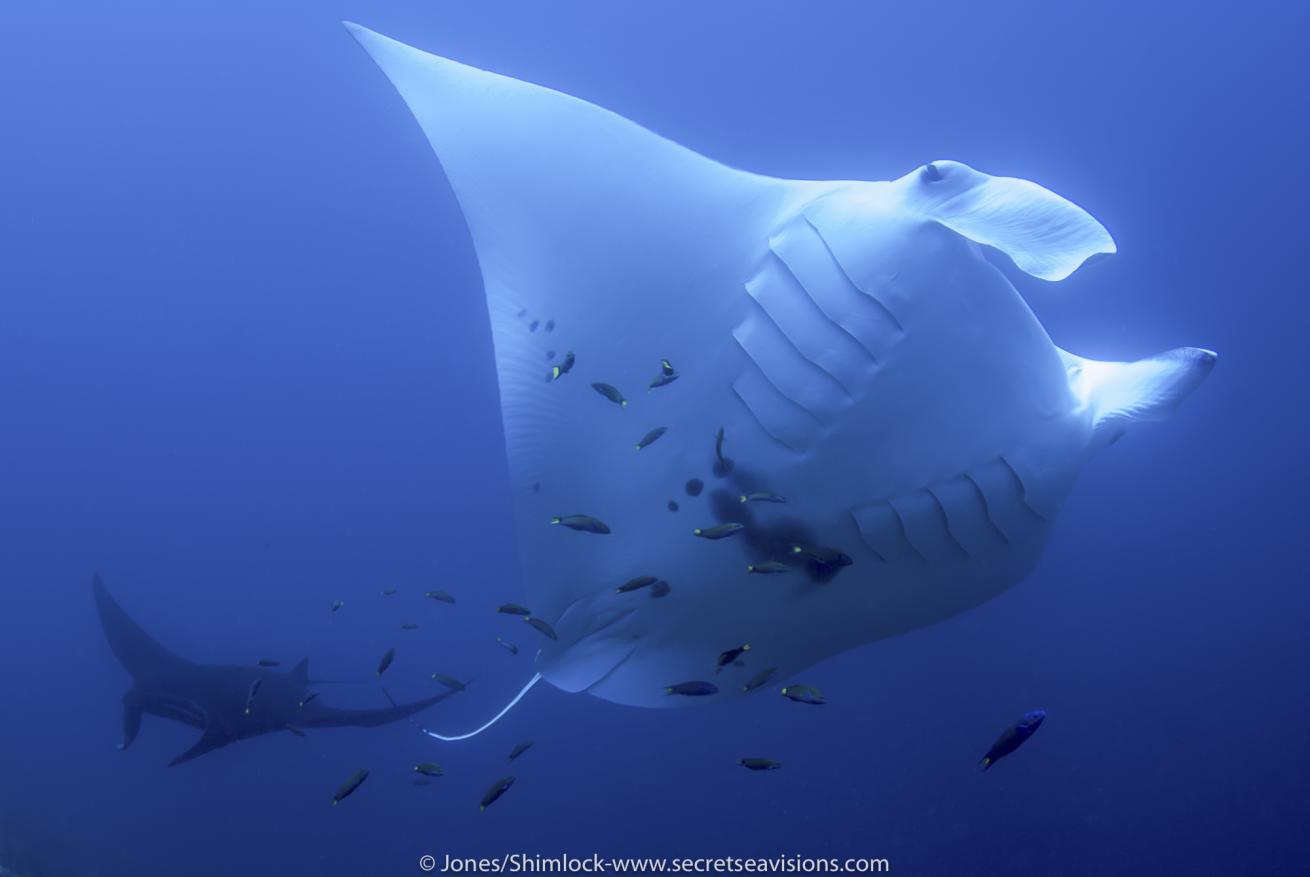 Manta ray in Bird's Head Seascape