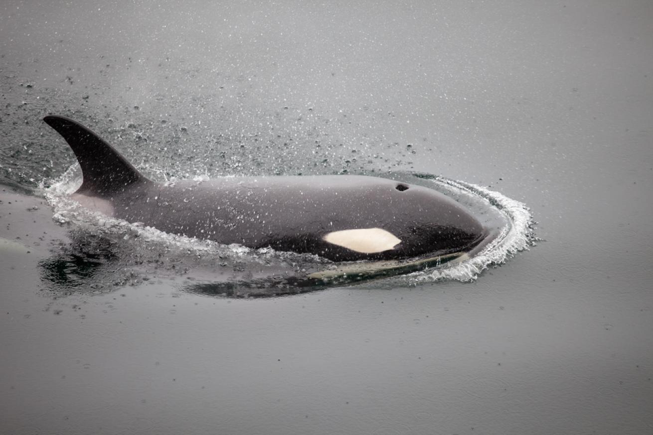 Orca Whale
