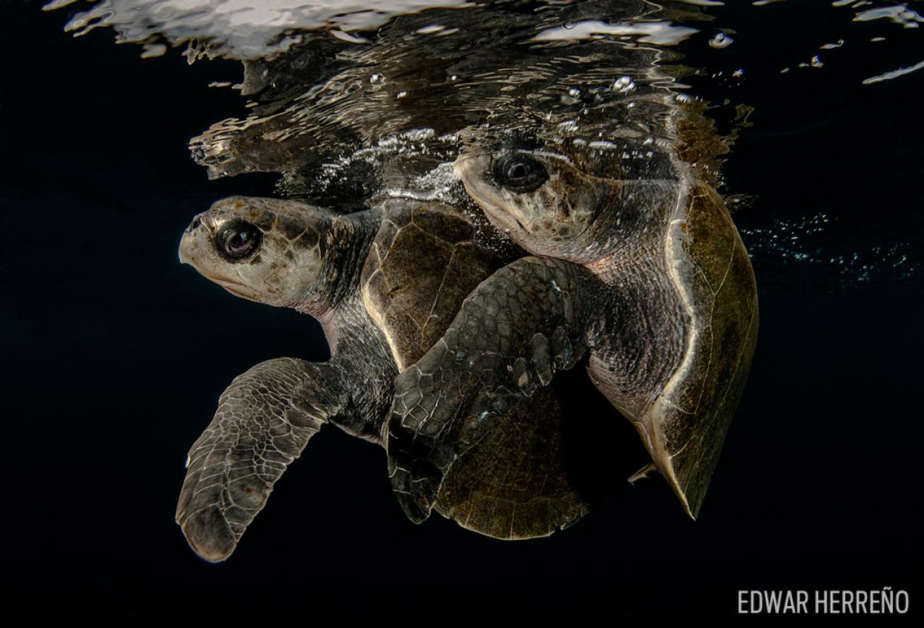 turtles mating underwater photography scuba costa rica olive ridley