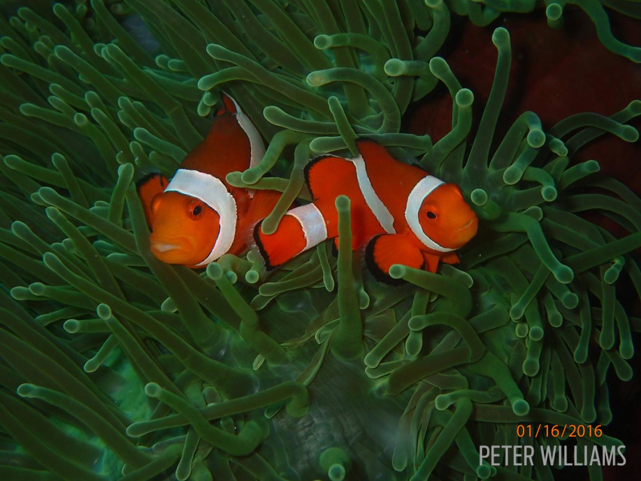 clownfish nemo green anemone underwater photography