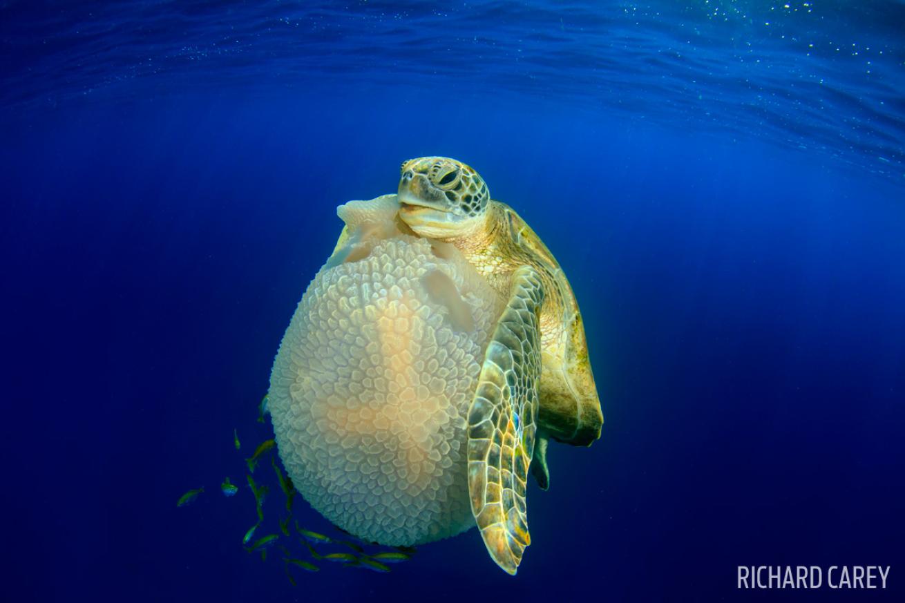 green turtle mosaic jelly thailand scuba underwater photography