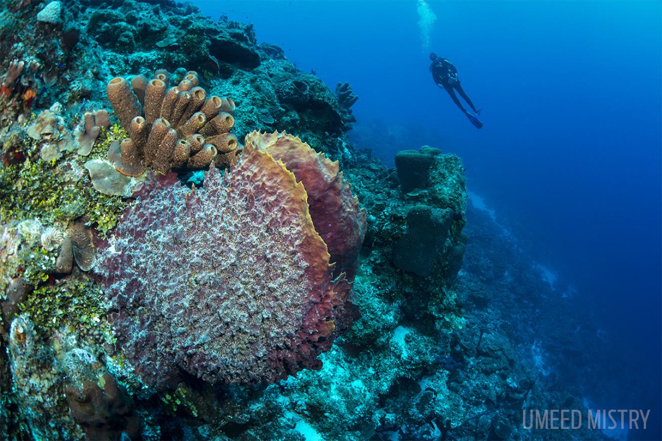 scuba diving with kids in Turks and Caicos