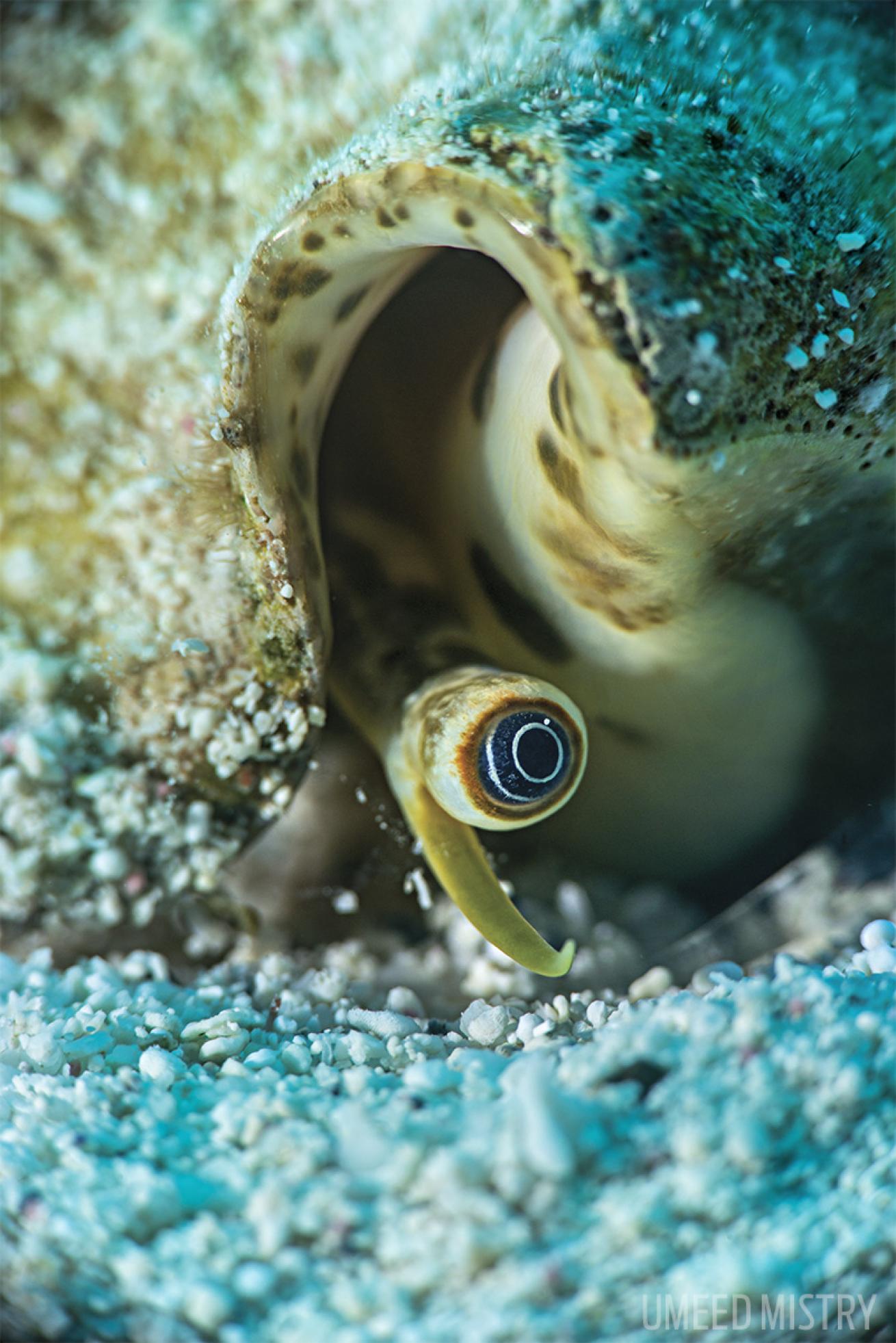 scuba diving in turks and caicos