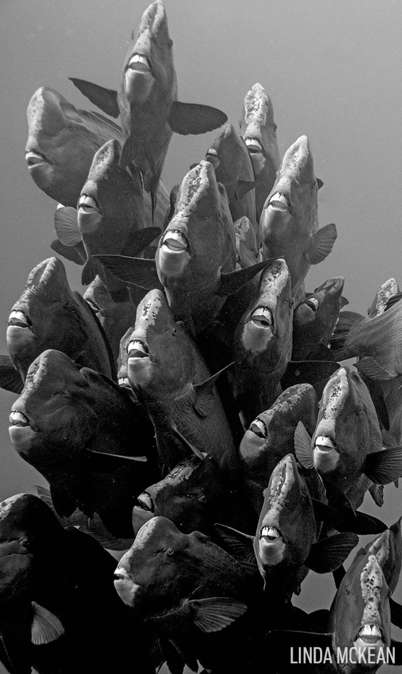 Bumphead parrotfish school together in a black and white underwater photo