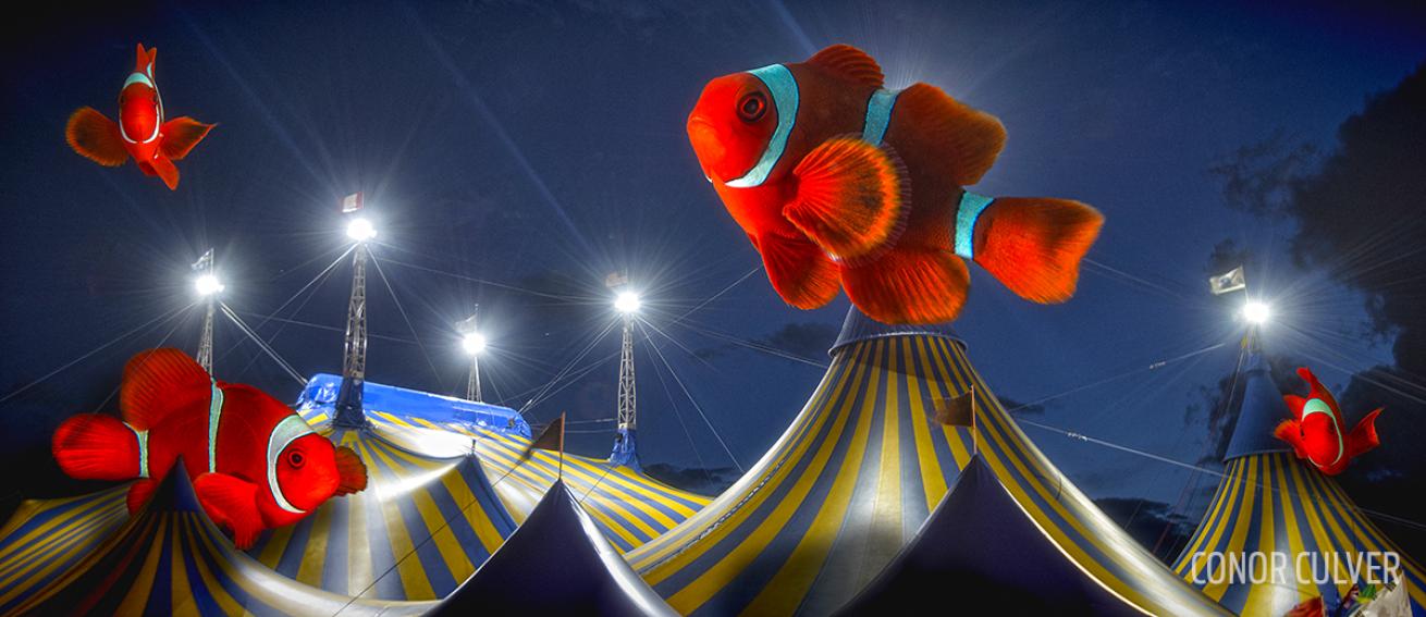 Conceptual photo entry of clownfish at the circus
