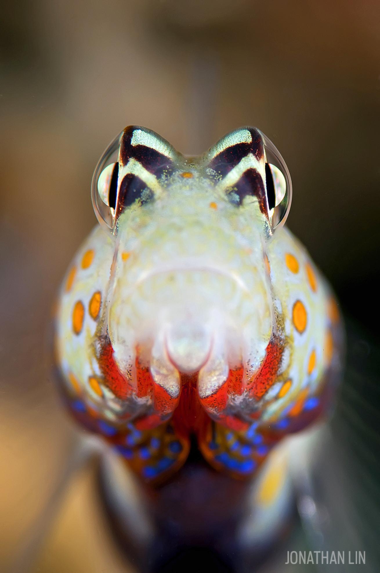 Orange spotted goby macro photography
