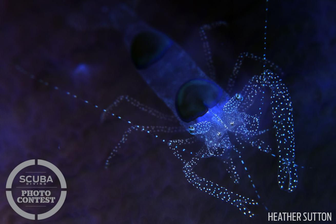scuba diving with macro shrimp 