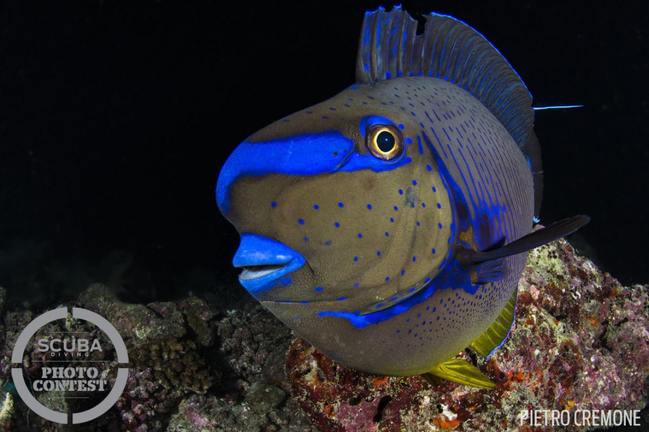 scuba diving with blue tang