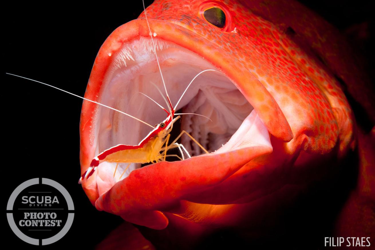 cleaner shrimp
