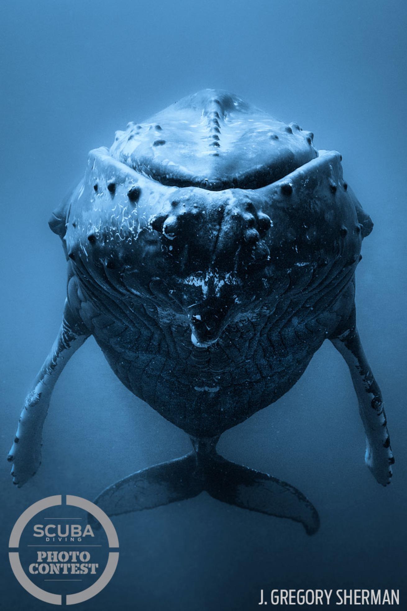 scuba diving with humpback whales 