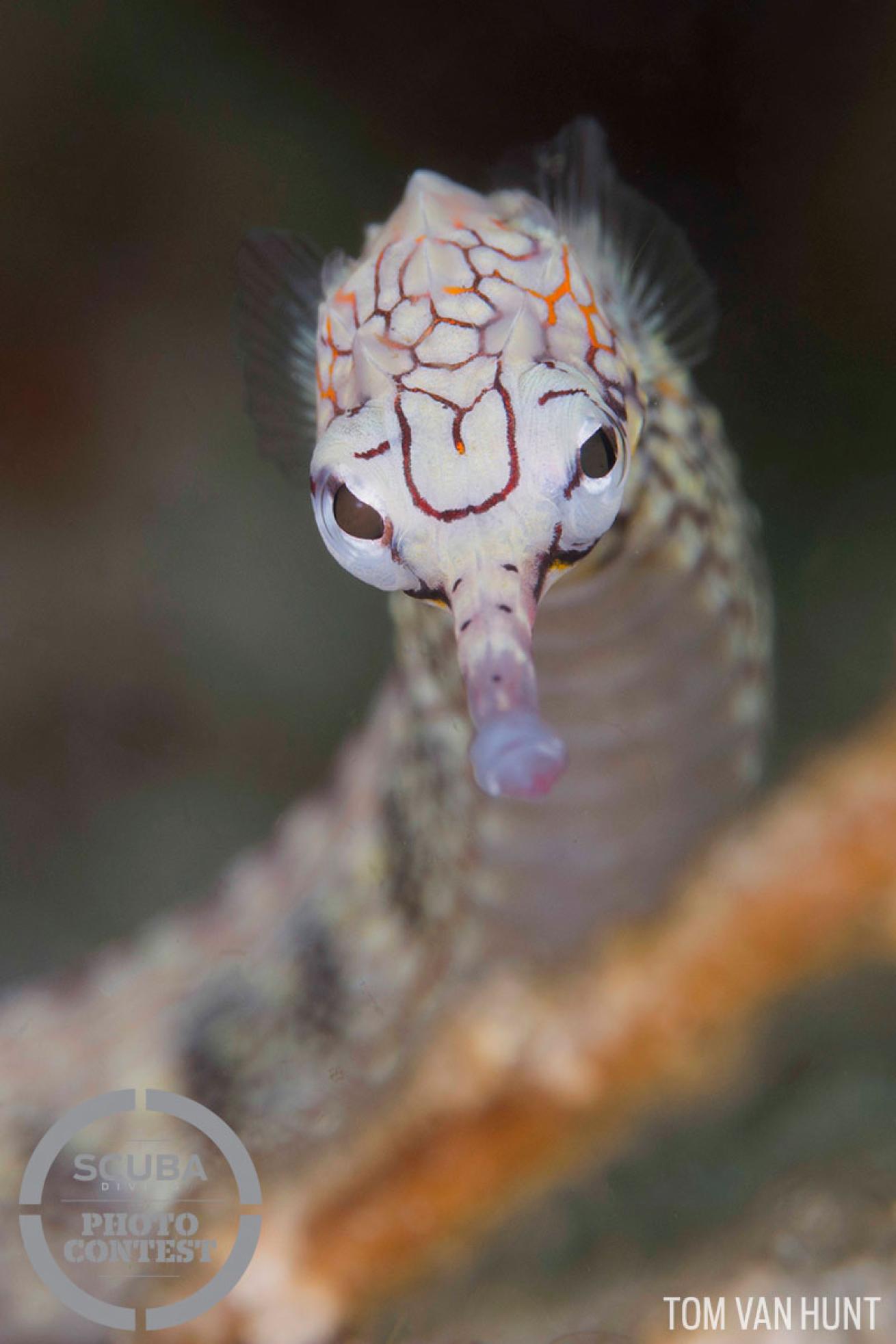 pipefish 