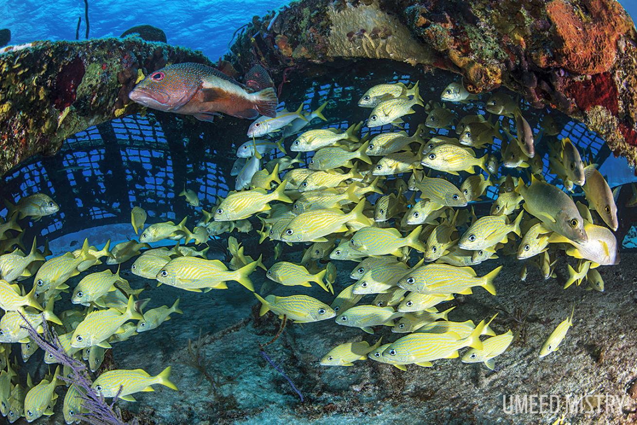 scuba diving with kids in Turks and Caicos