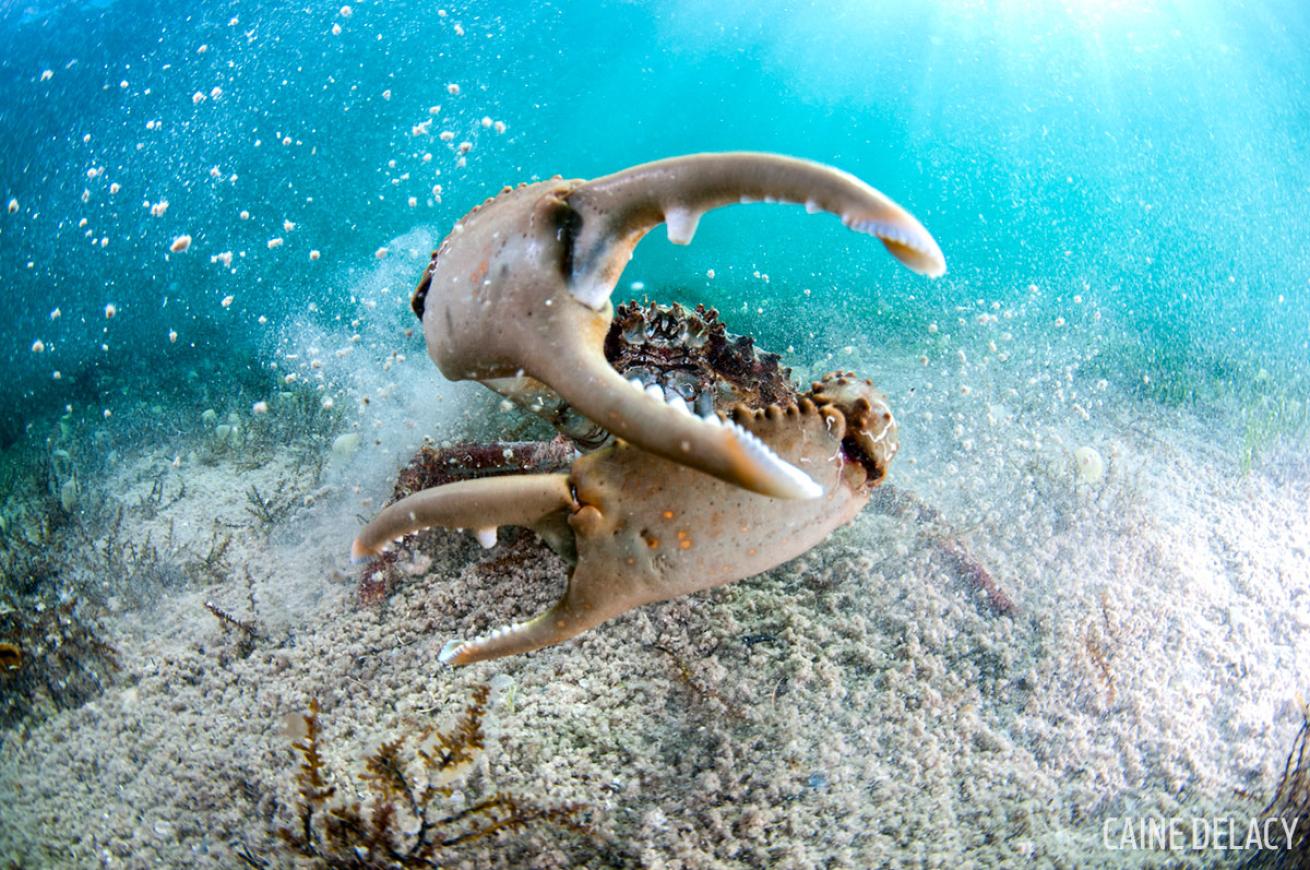 Crab holds out his claws in this underwater photo