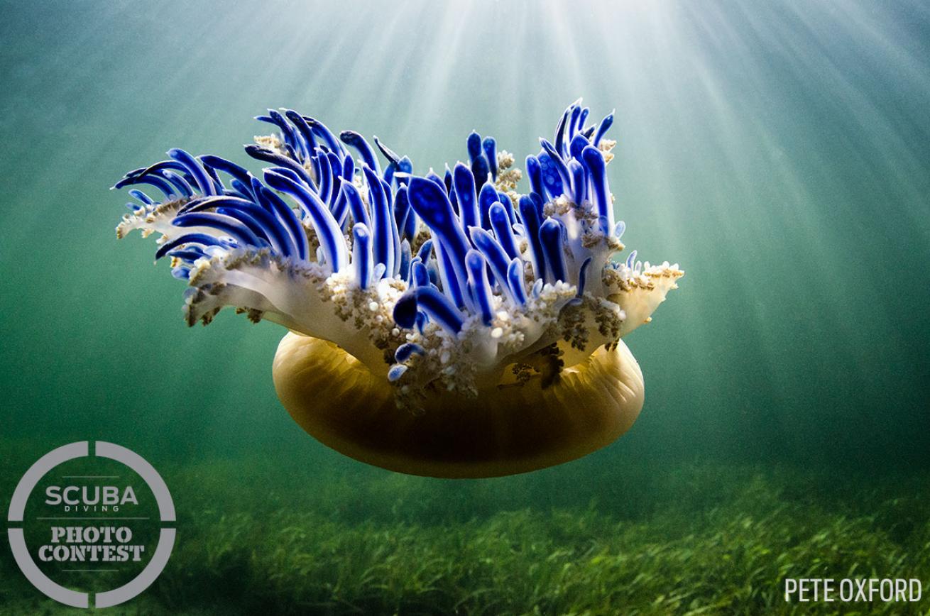 Upside down jellyfish in the mangroves of Cuba