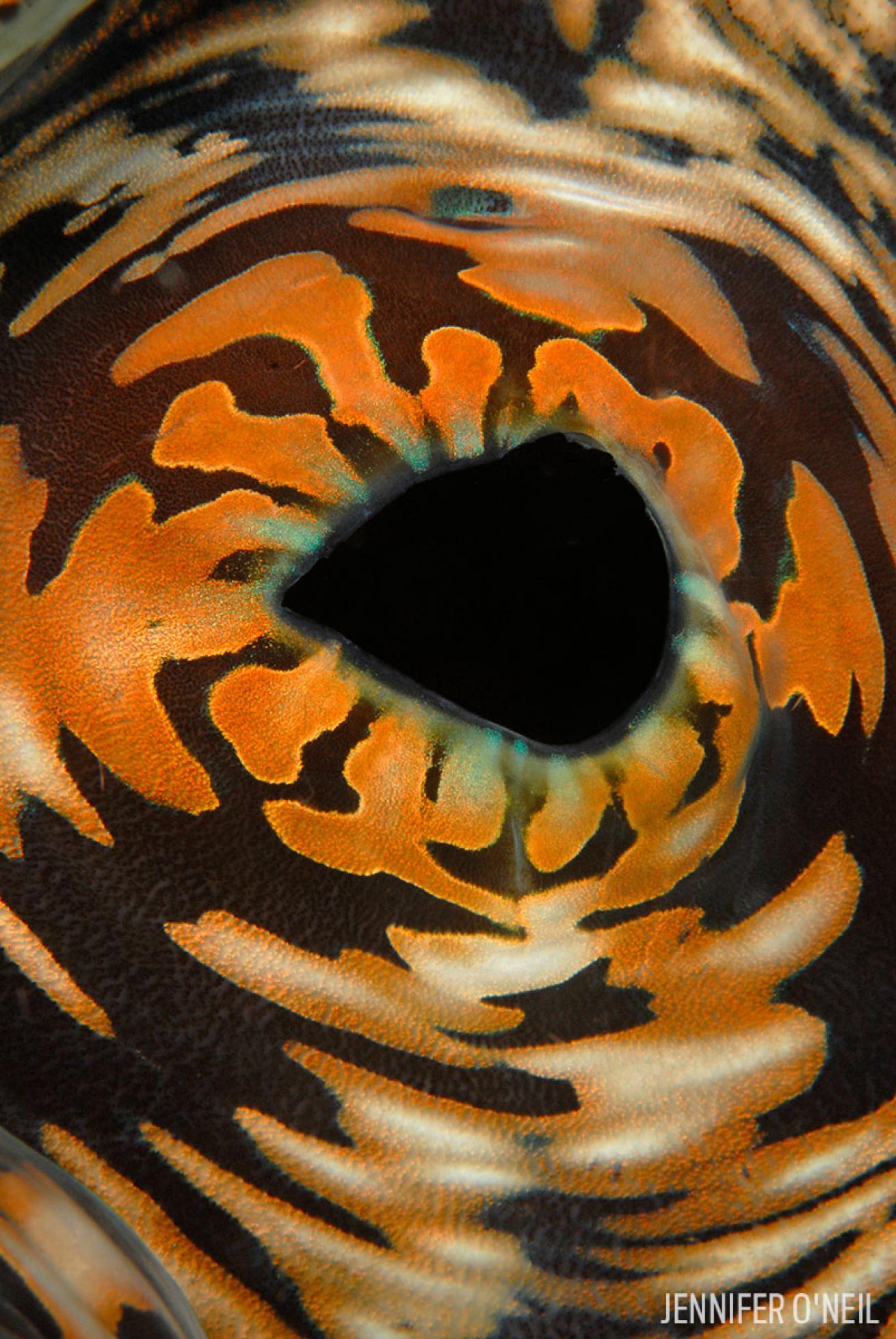 macro scuba diving indonesia
