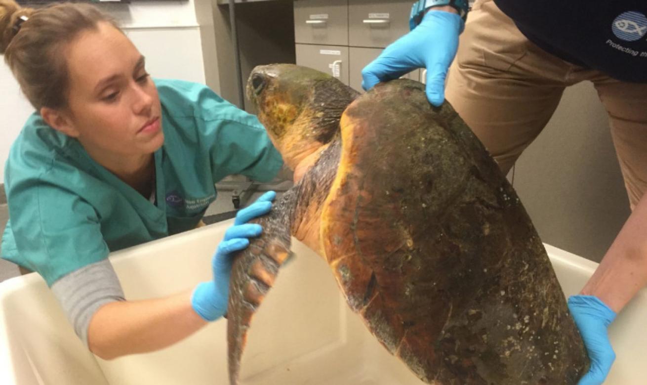 loggerhead sea turtle