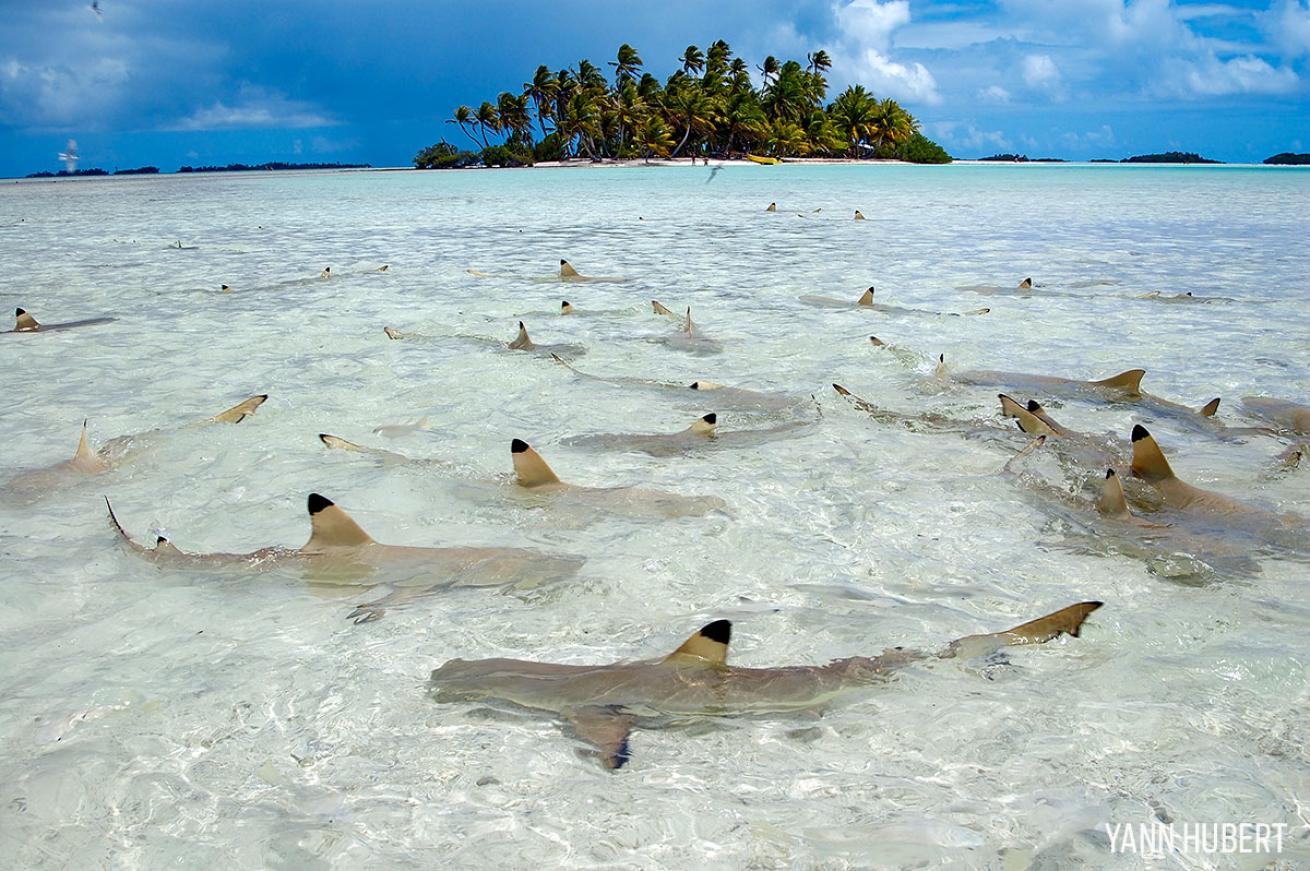 scuba diving in french polynesia  