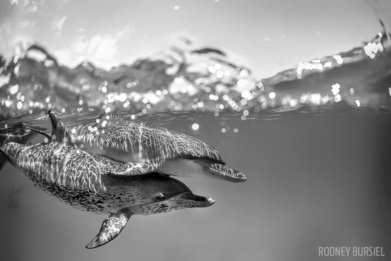 Best scuba diving with big animals in Caribbean and Atlantic dolphins Bahamas