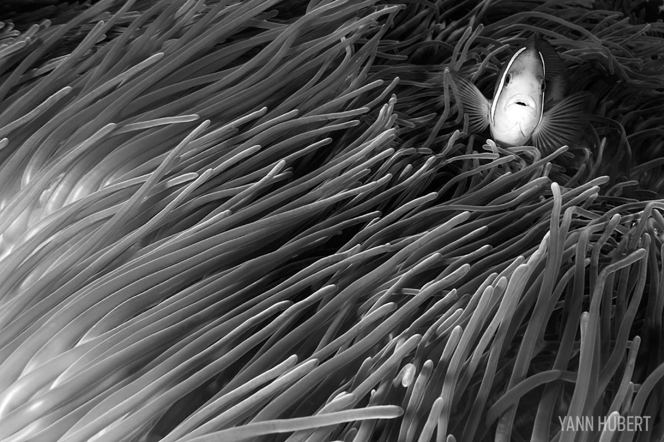 clownfish in french polynesia 