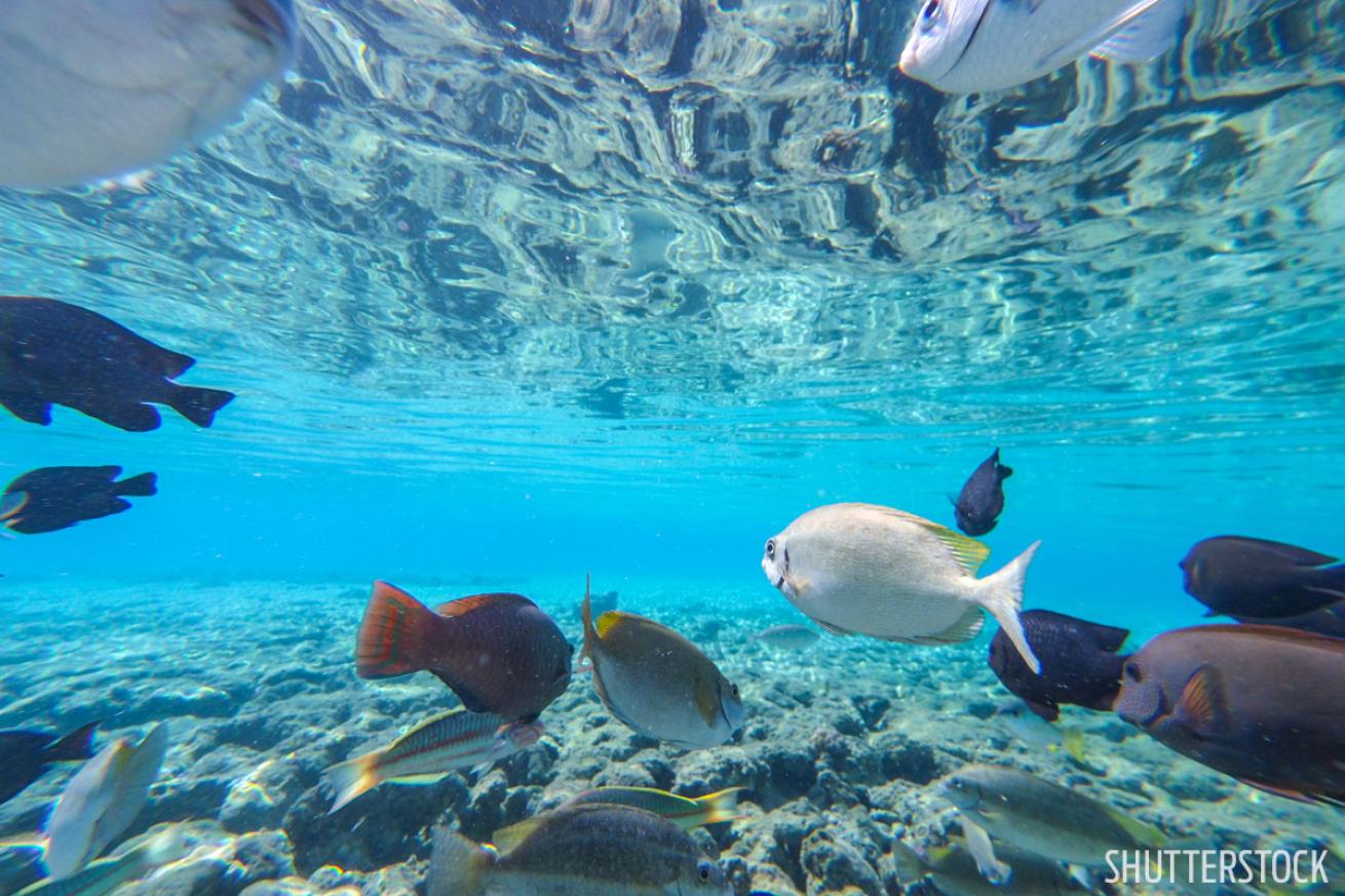 scuba diving in the bahamas 