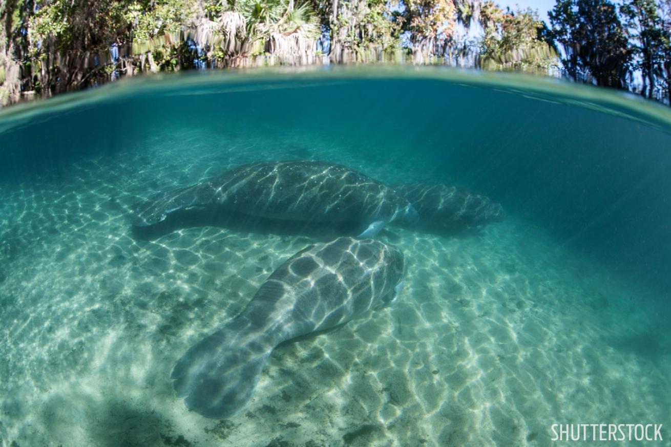 scuba diving florida's freshwater springs 