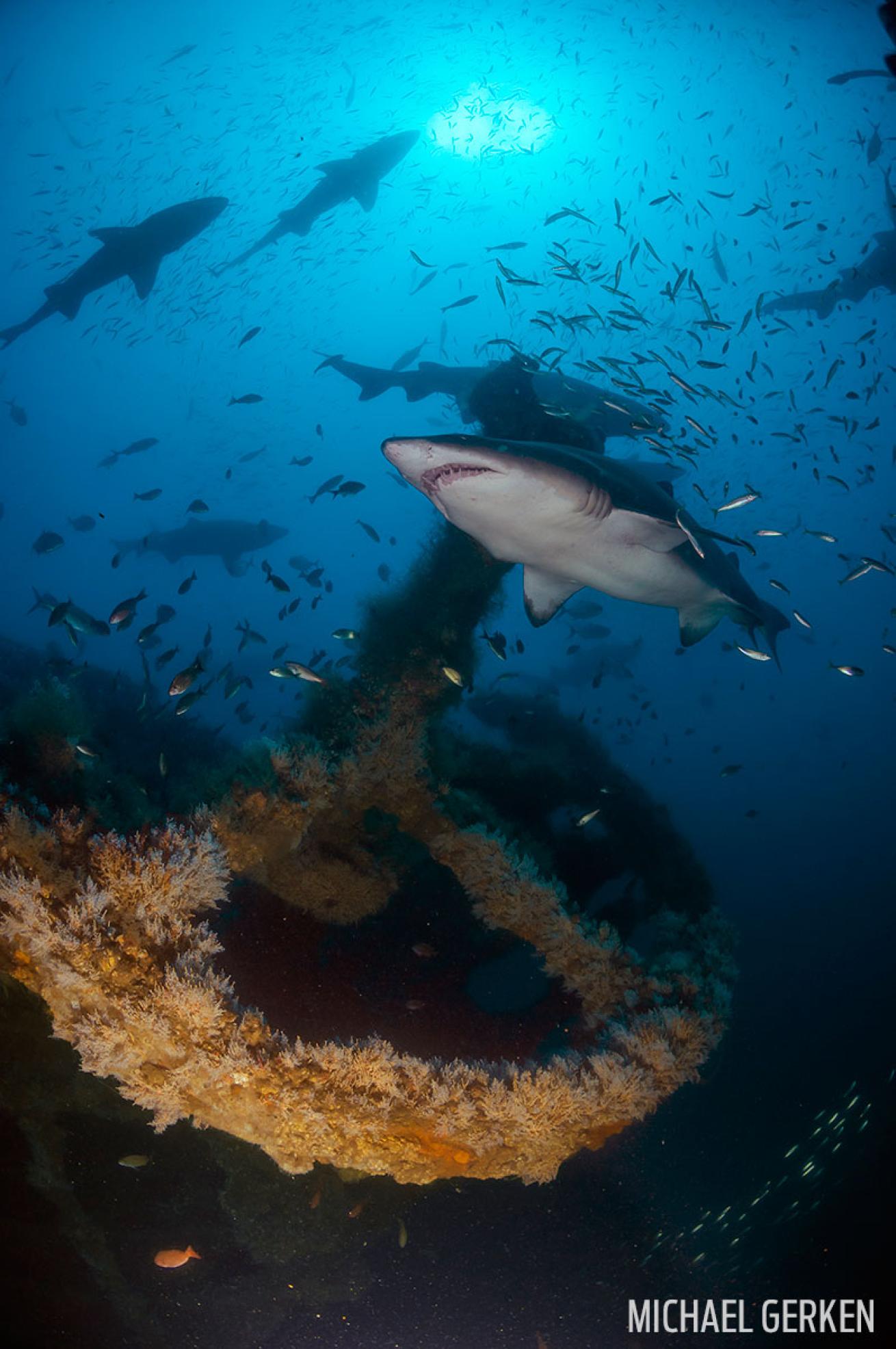 scuba diving wrecks in north carolina 