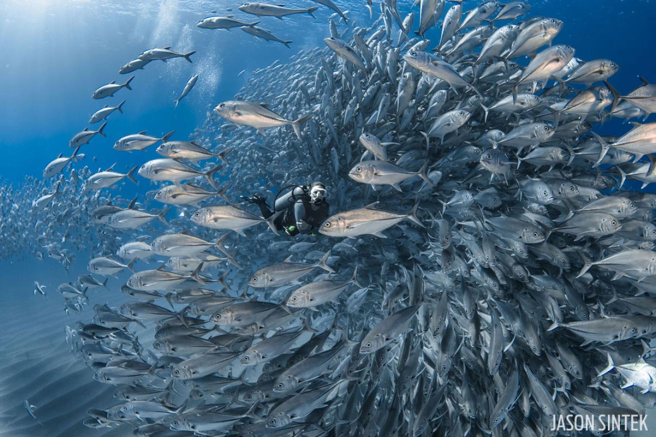 scuba diving with jacks in Cabo Pulmo