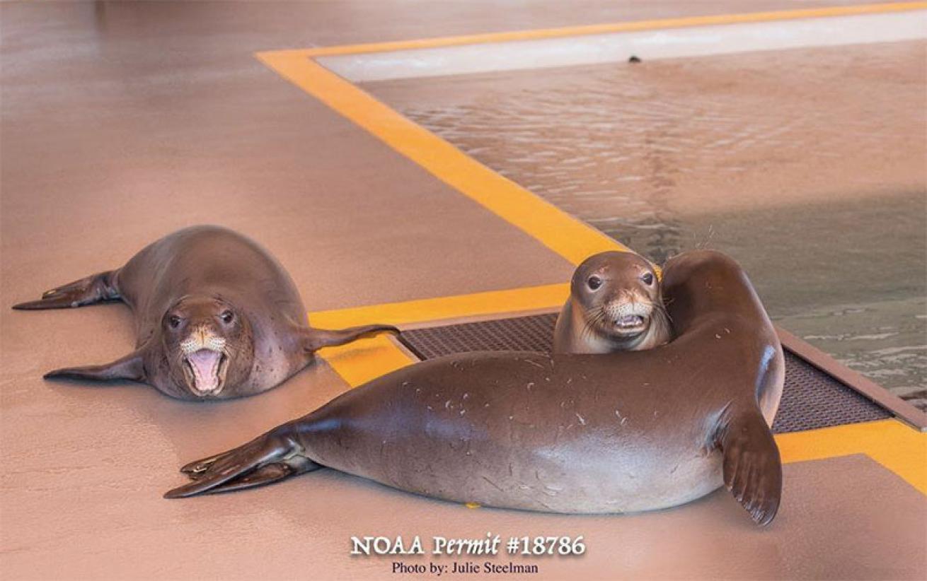Seals getting healthy at Ke Kai Ola.