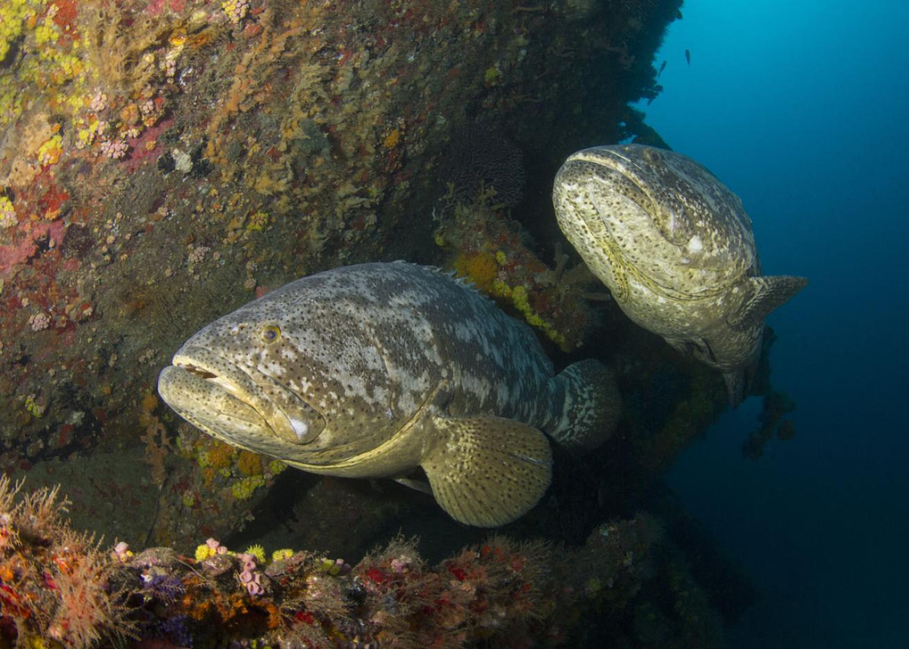 Goliath Grouper Florida