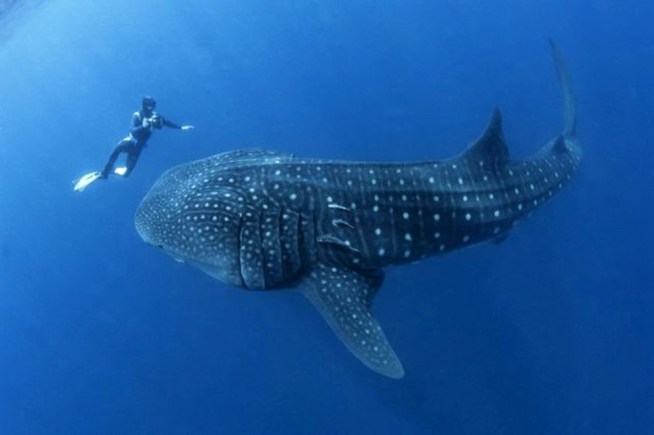 Liveaboard.com