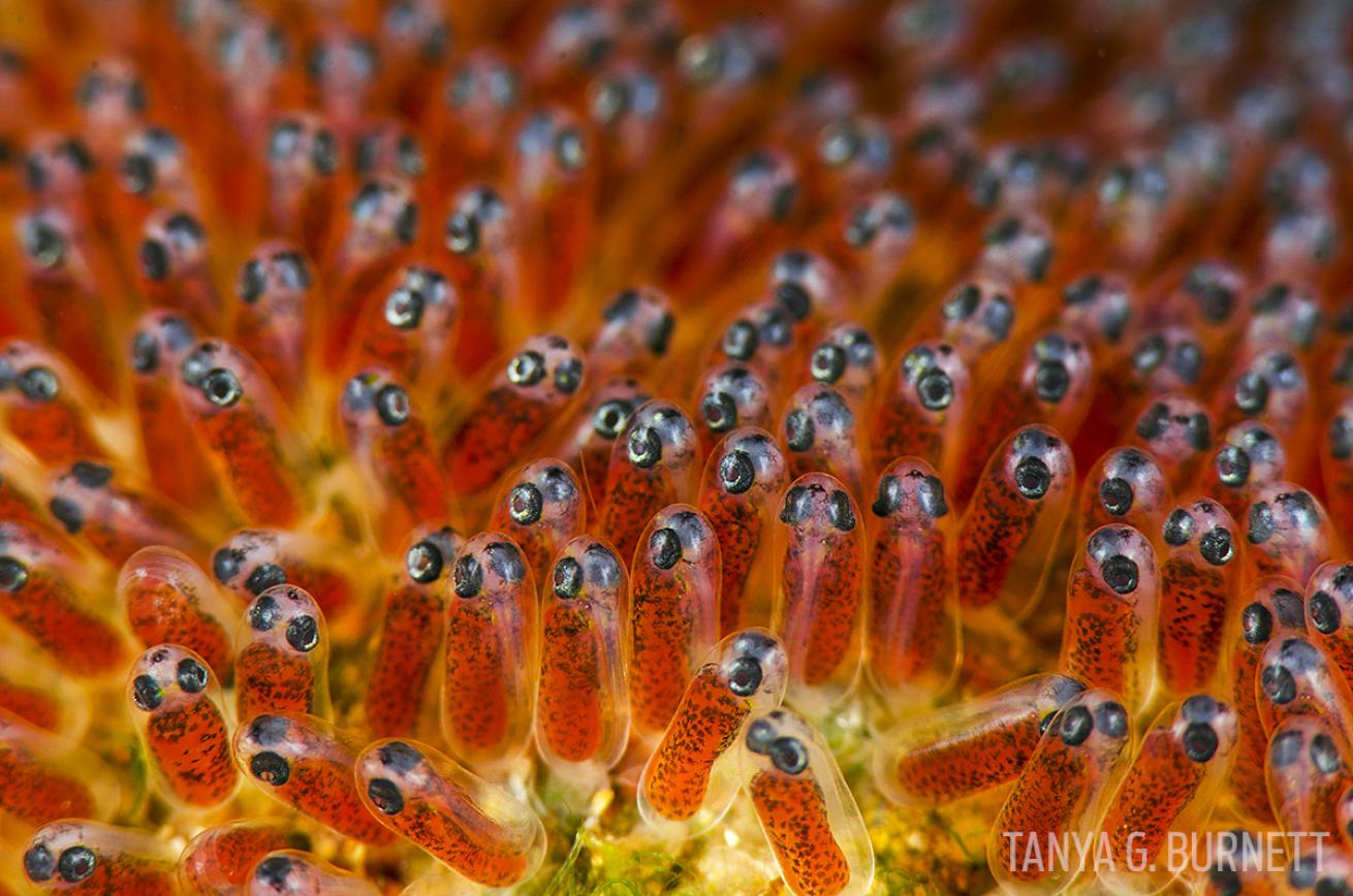 Underwater Photography Tips Super Macro