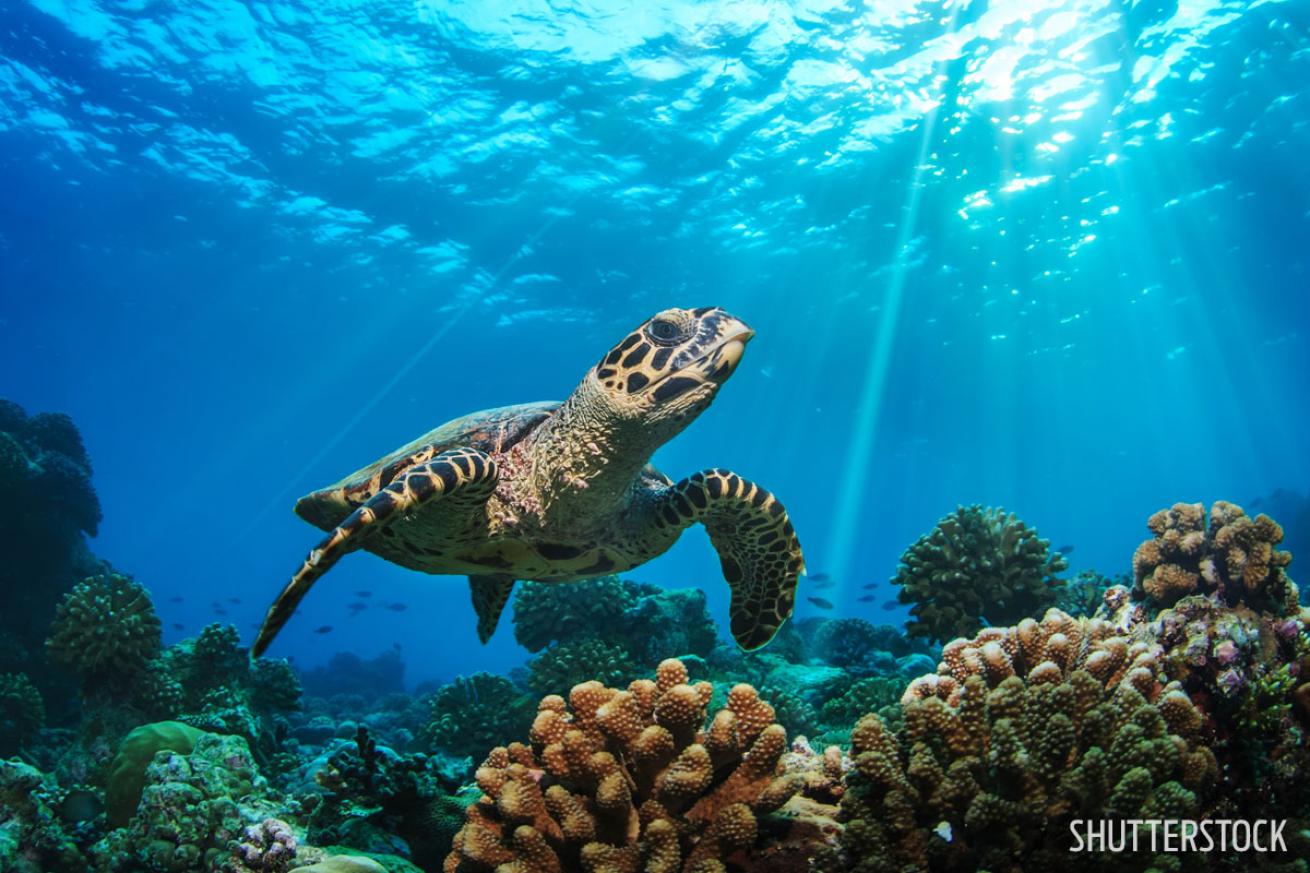 good visibility scuba diving