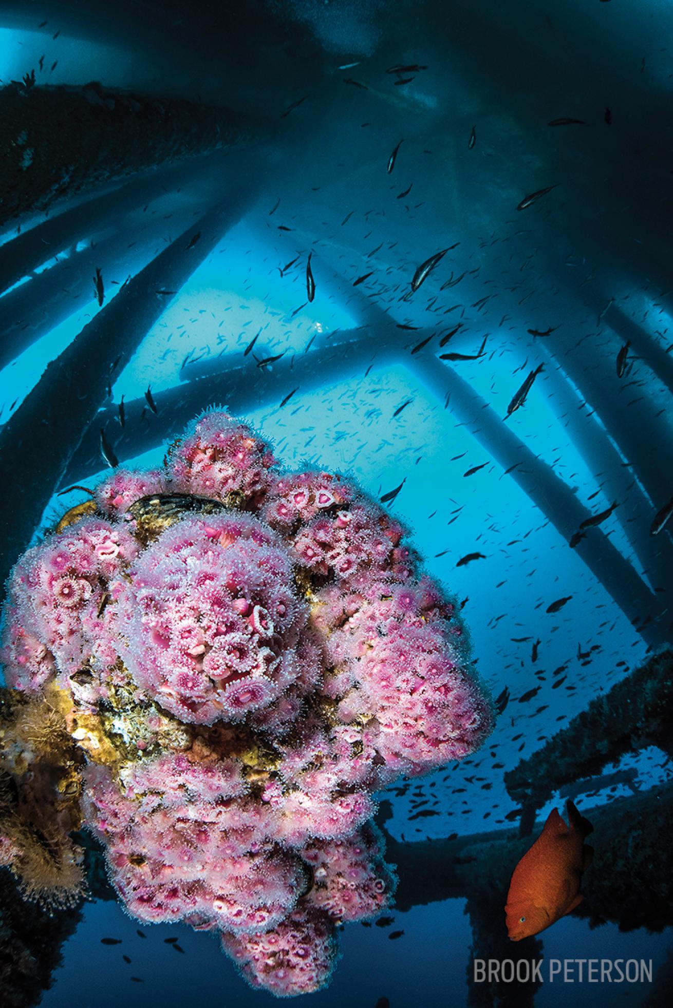 Diving Oil Rigs