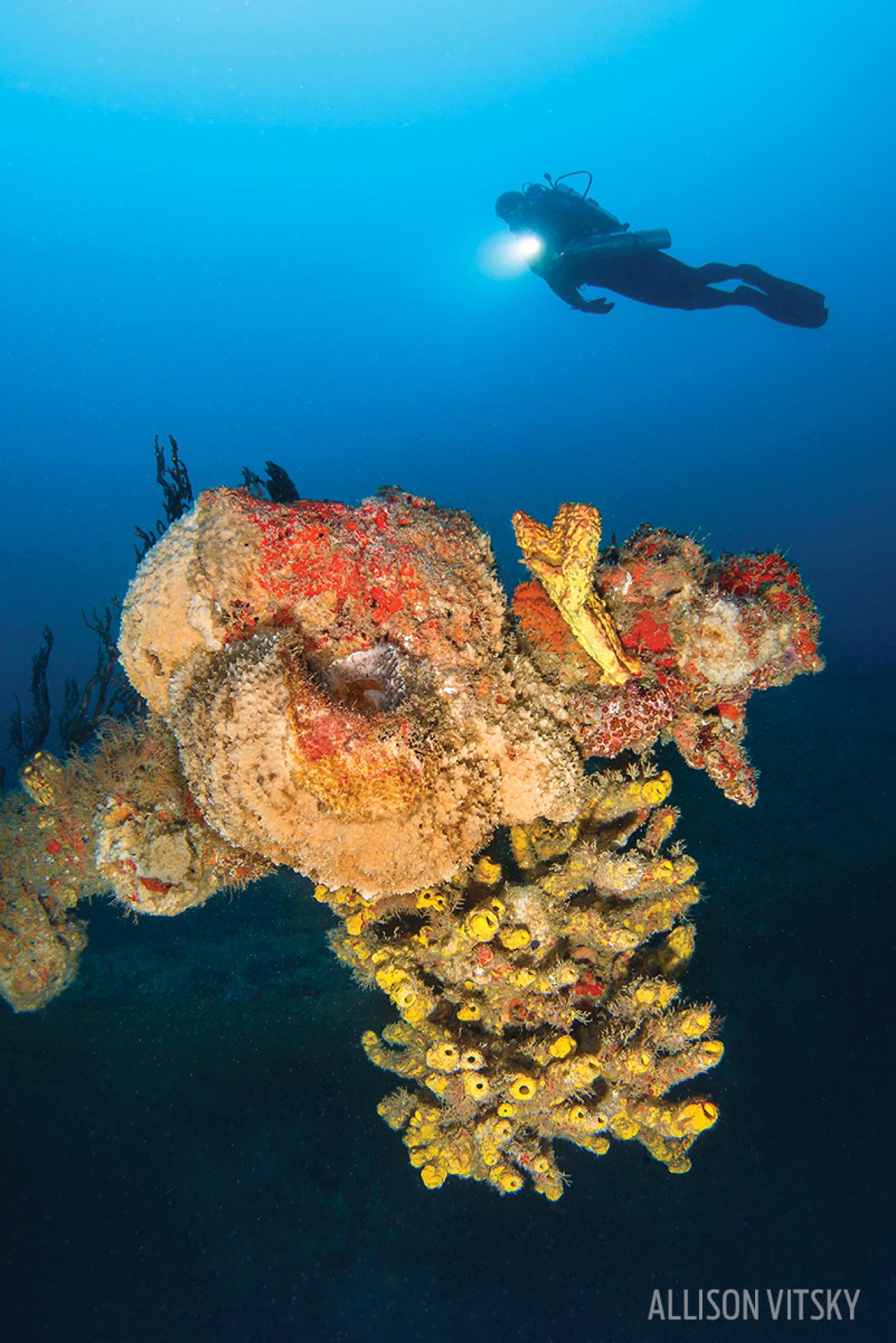 Shipwreck Grenada
