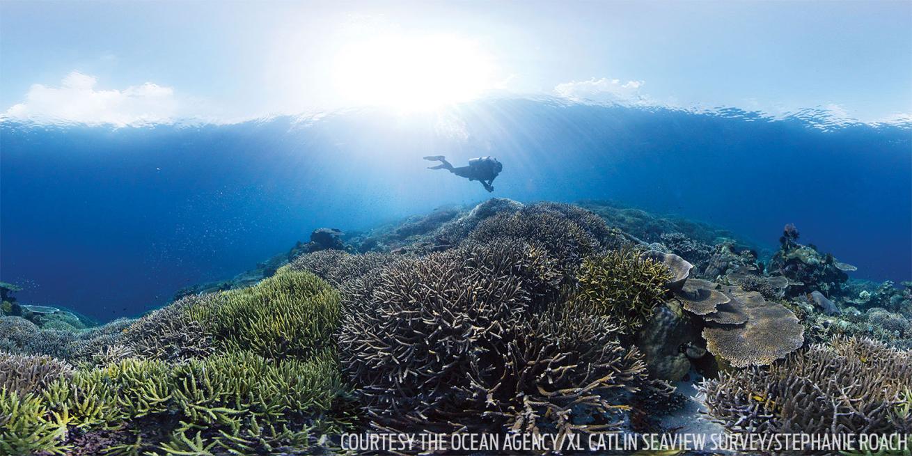 Raja Ampat Coral Reef