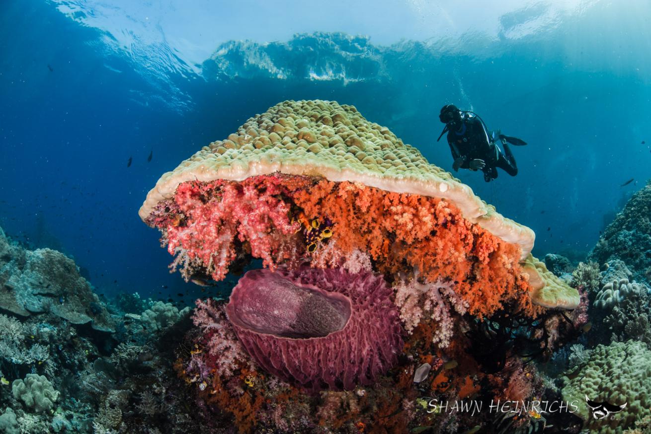 reef misool
