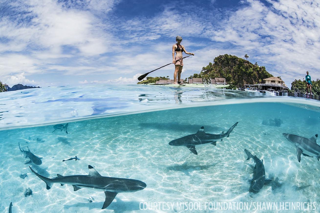 Blacktip Sharks Misool Indonesia 
