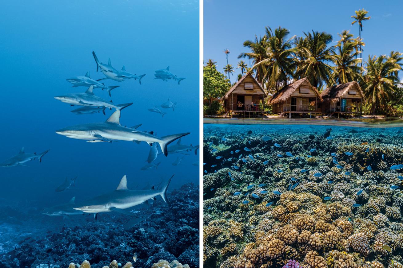 French Polynesian liveaboard