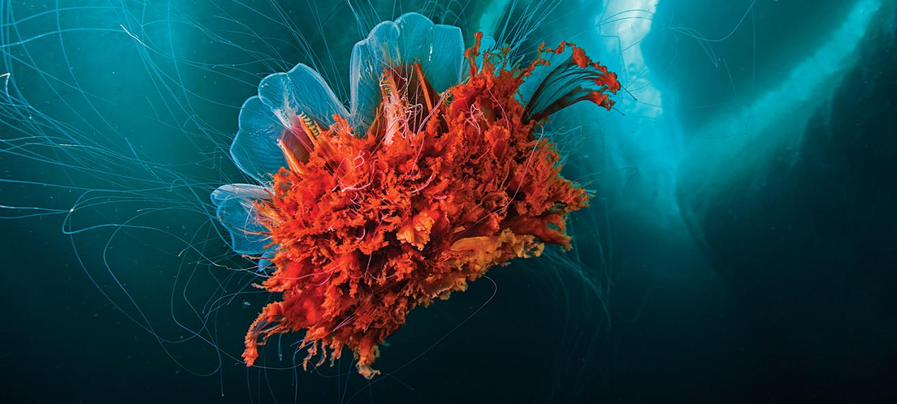 Lion’s mane jellyfish